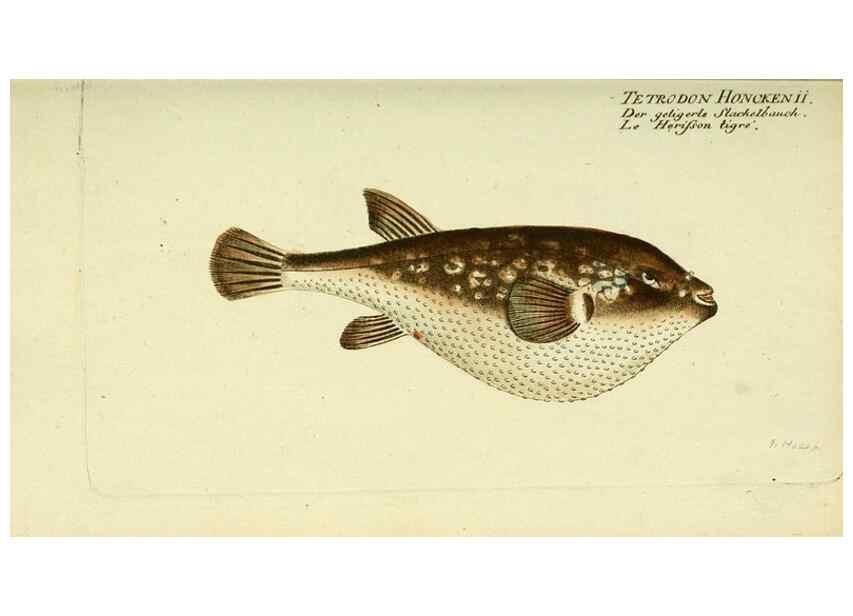 Reproducción/Reproduction 49825441053: D. Marcus Elieser Bloch's, ausübenden Arztes zu Berlin ... Oeconomische Naturgeschichte der Fische Deutschlands .... Berlin :Auf Kosten des Verfassers und in Commission bei dem Buchhändler Hr. Hesse,1782-1795.. 
