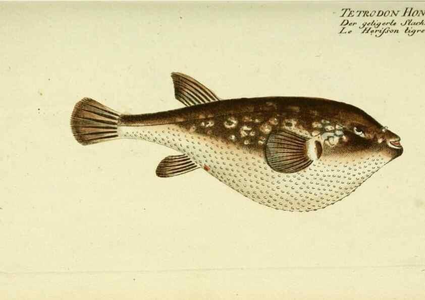 Reproducción/Reproduction 49825441053: D. Marcus Elieser Bloch's, ausübenden Arztes zu Berlin ... Oeconomische Naturgeschichte der Fische Deutschlands .... Berlin :Auf Kosten des Verfassers und in Commission bei dem Buchhändler Hr. Hesse,1782-1795.. 