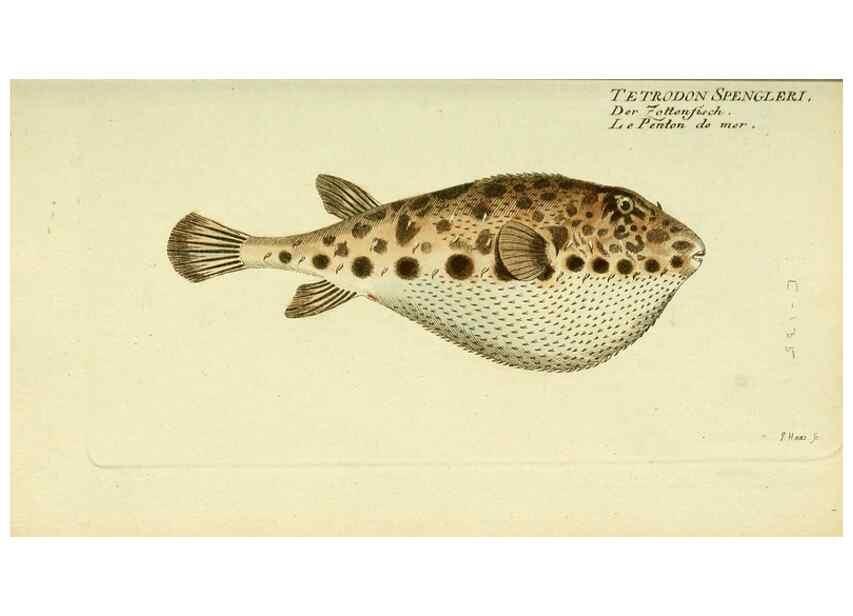 Reproducción/Reproduction 49825974986: D. Marcus Elieser Bloch's, ausübenden Arztes zu Berlin ... Oeconomische Naturgeschichte der Fische Deutschlands .... Berlin :Auf Kosten des Verfassers und in Commission bei dem Buchhändler Hr. Hesse,1782-1795.. 