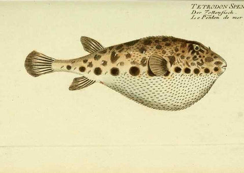Reproducción/Reproduction 49825974986: D. Marcus Elieser Bloch's, ausübenden Arztes zu Berlin ... Oeconomische Naturgeschichte der Fische Deutschlands .... Berlin :Auf Kosten des Verfassers und in Commission bei dem Buchhändler Hr. Hesse,1782-1795.. 