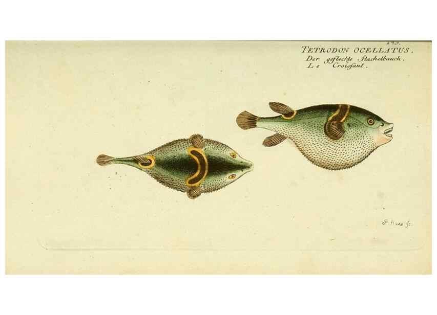 Reproducción/Reproduction 49826292802: D. Marcus Elieser Bloch's, ausübenden Arztes zu Berlin ... Oeconomische Naturgeschichte der Fische Deutschlands .... Berlin :Auf Kosten des Verfassers und in Commission bei dem Buchhändler Hr. Hesse,1782-1795.. 