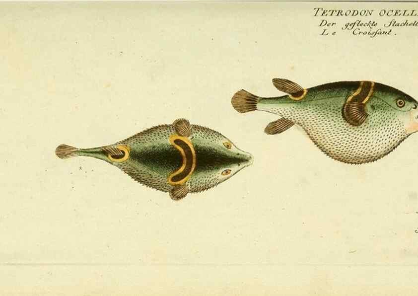 Reproducción/Reproduction 49826292802: D. Marcus Elieser Bloch's, ausübenden Arztes zu Berlin ... Oeconomische Naturgeschichte der Fische Deutschlands .... Berlin :Auf Kosten des Verfassers und in Commission bei dem Buchhändler Hr. Hesse,1782-1795.. 