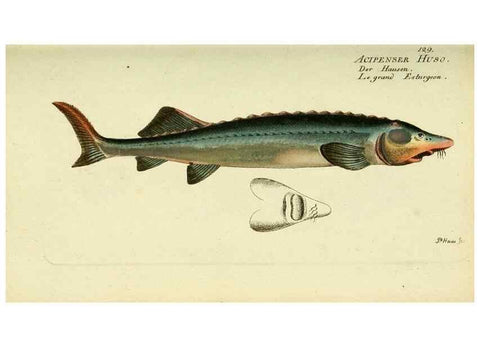 Reproducción/Reproduction 49825435838: D. Marcus Elieser Bloch's, ausübenden Arztes zu Berlin ... Oeconomische Naturgeschichte der Fische Deutschlands .... Berlin :Auf Kosten des Verfassers und in Commission bei dem Buchhändler Hr. Hesse,1782-1795.. 