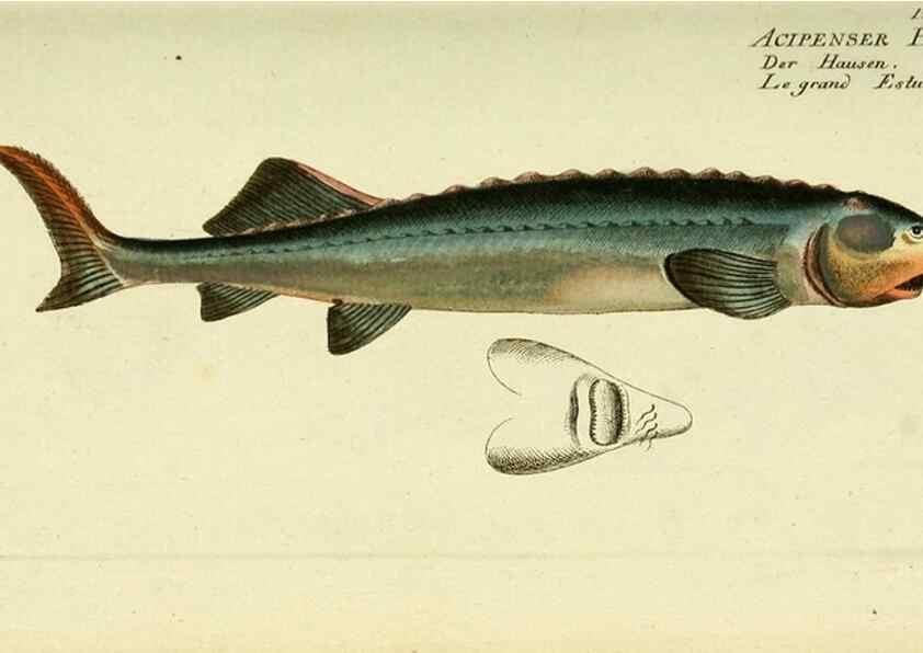 Reproducción/Reproduction 49825435838: D. Marcus Elieser Bloch's, ausübenden Arztes zu Berlin ... Oeconomische Naturgeschichte der Fische Deutschlands .... Berlin :Auf Kosten des Verfassers und in Commission bei dem Buchhändler Hr. Hesse,1782-1795.. 