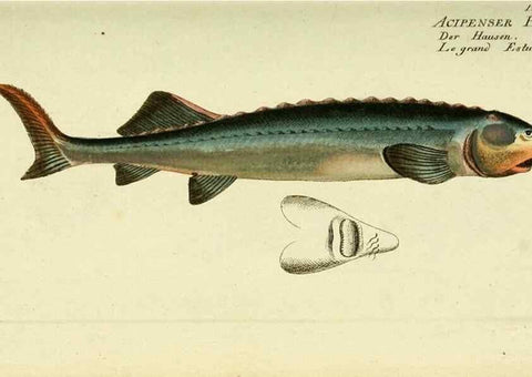 Reproducción/Reproduction 49825435838: D. Marcus Elieser Bloch's, ausübenden Arztes zu Berlin ... Oeconomische Naturgeschichte der Fische Deutschlands .... Berlin :Auf Kosten des Verfassers und in Commission bei dem Buchhändler Hr. Hesse,1782-1795.. 