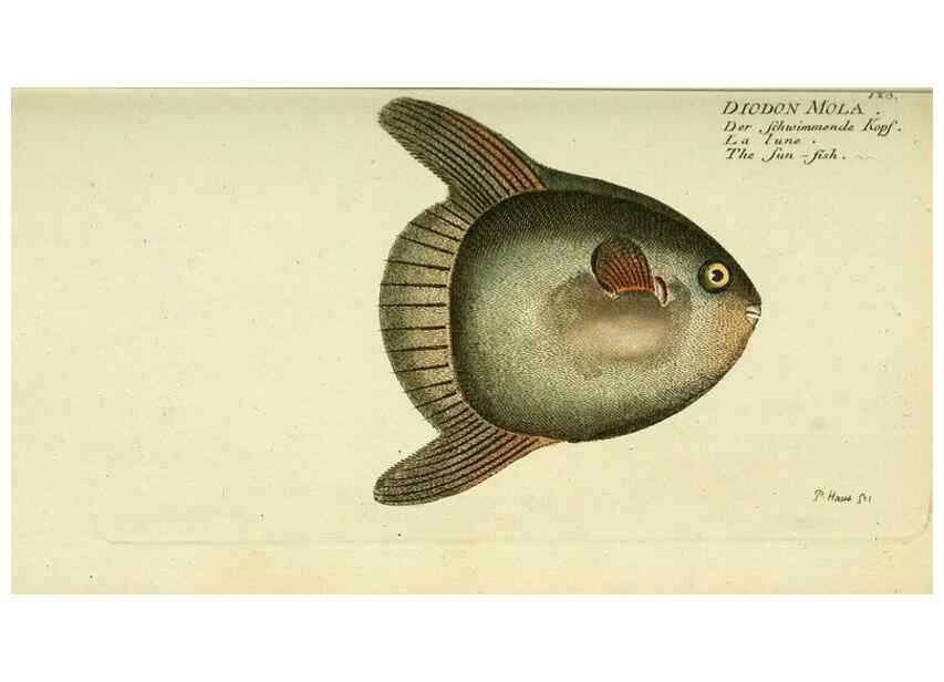 Reproducción/Reproduction 49825968926: D. Marcus Elieser Bloch's, ausübenden Arztes zu Berlin ... Oeconomische Naturgeschichte der Fische Deutschlands .... Berlin :Auf Kosten des Verfassers und in Commission bei dem Buchhändler Hr. Hesse,1782-1795.. 