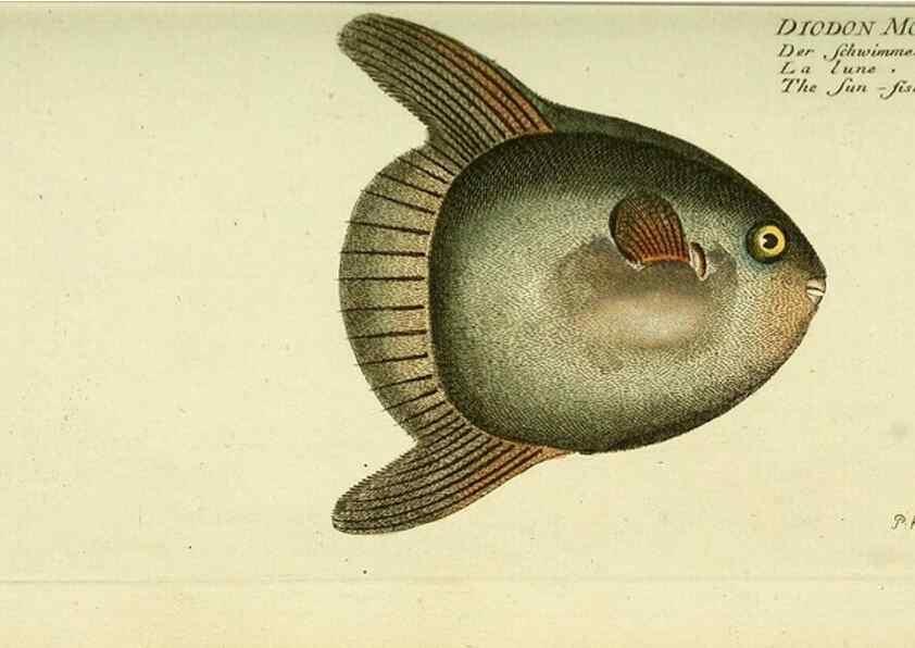 Reproducción/Reproduction 49825968926: D. Marcus Elieser Bloch's, ausübenden Arztes zu Berlin ... Oeconomische Naturgeschichte der Fische Deutschlands .... Berlin :Auf Kosten des Verfassers und in Commission bei dem Buchhändler Hr. Hesse,1782-1795.. 