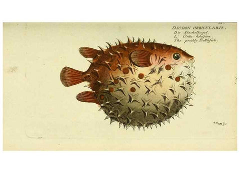 Reproducción/Reproduction 49825968351: D. Marcus Elieser Bloch's, ausübenden Arztes zu Berlin ... Oeconomische Naturgeschichte der Fische Deutschlands .... Berlin :Auf Kosten des Verfassers und in Commission bei dem Buchhändler Hr. Hesse,1782-1795.. 