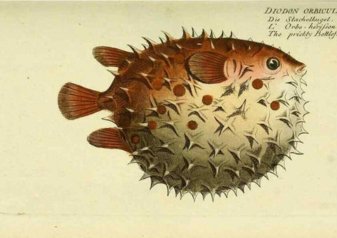 Reproducción/Reproduction 49825968351: D. Marcus Elieser Bloch's, ausübenden Arztes zu Berlin ... Oeconomische Naturgeschichte der Fische Deutschlands .... Berlin :Auf Kosten des Verfassers und in Commission bei dem Buchhändler Hr. Hesse,1782-1795.. 