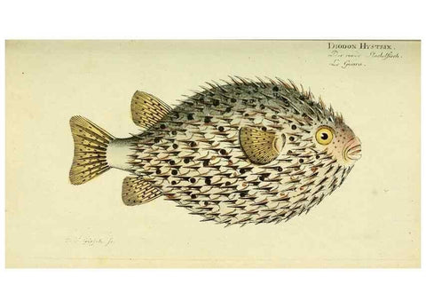 Reproducción/Reproduction 49825967936: D. Marcus Elieser Bloch's, ausübenden Arztes zu Berlin ... Oeconomische Naturgeschichte der Fische Deutschlands .... Berlin :Auf Kosten des Verfassers und in Commission bei dem Buchhändler Hr. Hesse,1782-1795.. 