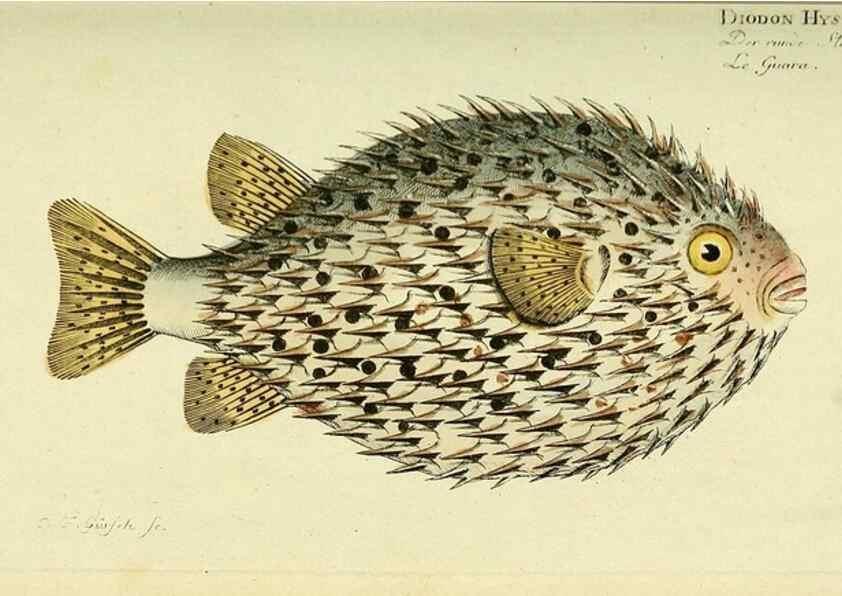 Reproducción/Reproduction 49825967936: D. Marcus Elieser Bloch's, ausübenden Arztes zu Berlin ... Oeconomische Naturgeschichte der Fische Deutschlands .... Berlin :Auf Kosten des Verfassers und in Commission bei dem Buchhändler Hr. Hesse,1782-1795.. 