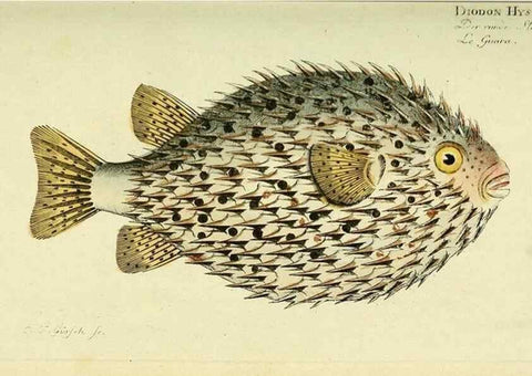 Reproducción/Reproduction 49825967936: D. Marcus Elieser Bloch's, ausübenden Arztes zu Berlin ... Oeconomische Naturgeschichte der Fische Deutschlands .... Berlin :Auf Kosten des Verfassers und in Commission bei dem Buchhändler Hr. Hesse,1782-1795.. 