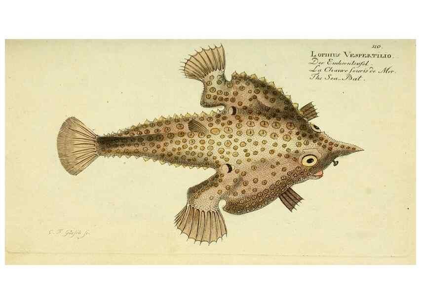 Reproducción/Reproduction 49826278392: D. Marcus Elieser Bloch's, ausübenden Arztes zu Berlin ... Oeconomische Naturgeschichte der Fische Deutschlands .... Berlin :Auf Kosten des Verfassers und in Commission bei dem Buchhändler Hr. Hesse,1782-1795.. 
