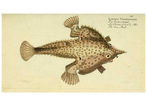 Reproducción/Reproduction 49826278392: D. Marcus Elieser Bloch's, ausübenden Arztes zu Berlin ... Oeconomische Naturgeschichte der Fische Deutschlands .... Berlin :Auf Kosten des Verfassers und in Commission bei dem Buchhändler Hr. Hesse,1782-1795.. 