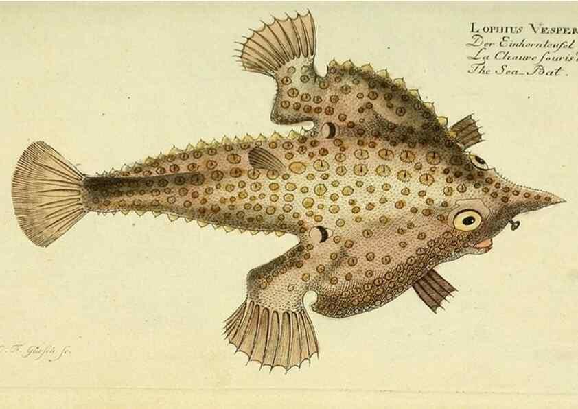 Reproducción/Reproduction 49826278392: D. Marcus Elieser Bloch's, ausübenden Arztes zu Berlin ... Oeconomische Naturgeschichte der Fische Deutschlands .... Berlin :Auf Kosten des Verfassers und in Commission bei dem Buchhändler Hr. Hesse,1782-1795.. 