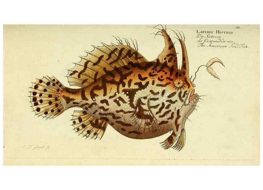 Reproducción/Reproduction 49826278867: D. Marcus Elieser Bloch's, ausübenden Arztes zu Berlin ... Oeconomische Naturgeschichte der Fische Deutschlands .... Berlin :Auf Kosten des Verfassers und in Commission bei dem Buchhändler Hr. Hesse,1782-1795.. 