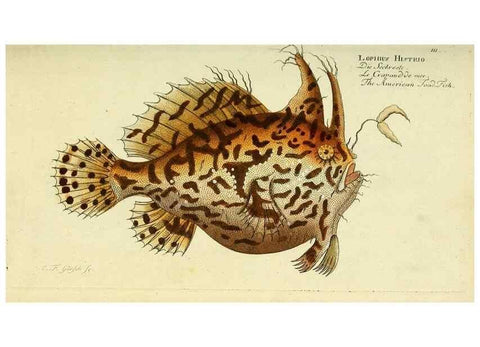 Reproducción/Reproduction 49826278867: D. Marcus Elieser Bloch's, ausübenden Arztes zu Berlin ... Oeconomische Naturgeschichte der Fische Deutschlands .... Berlin :Auf Kosten des Verfassers und in Commission bei dem Buchhändler Hr. Hesse,1782-1795.. 