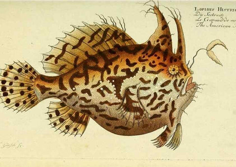 Reproducción/Reproduction 49826278867: D. Marcus Elieser Bloch's, ausübenden Arztes zu Berlin ... Oeconomische Naturgeschichte der Fische Deutschlands .... Berlin :Auf Kosten des Verfassers und in Commission bei dem Buchhändler Hr. Hesse,1782-1795.. 