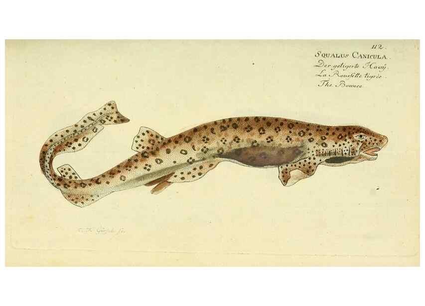 Reproducción/Reproduction 49826279212: D. Marcus Elieser Bloch's, ausübenden Arztes zu Berlin ... Oeconomische Naturgeschichte der Fische Deutschlands .... Berlin :Auf Kosten des Verfassers und in Commission bei dem Buchhändler Hr. Hesse,1782-1795.. 