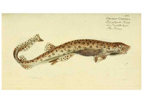 Reproducción/Reproduction 49826279212: D. Marcus Elieser Bloch's, ausübenden Arztes zu Berlin ... Oeconomische Naturgeschichte der Fische Deutschlands .... Berlin :Auf Kosten des Verfassers und in Commission bei dem Buchhändler Hr. Hesse,1782-1795.. 