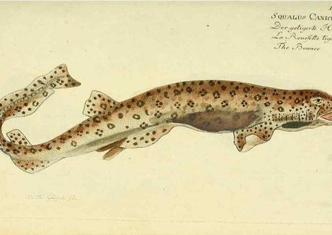 Reproducción/Reproduction 49826279212: D. Marcus Elieser Bloch's, ausübenden Arztes zu Berlin ... Oeconomische Naturgeschichte der Fische Deutschlands .... Berlin :Auf Kosten des Verfassers und in Commission bei dem Buchhändler Hr. Hesse,1782-1795.. 