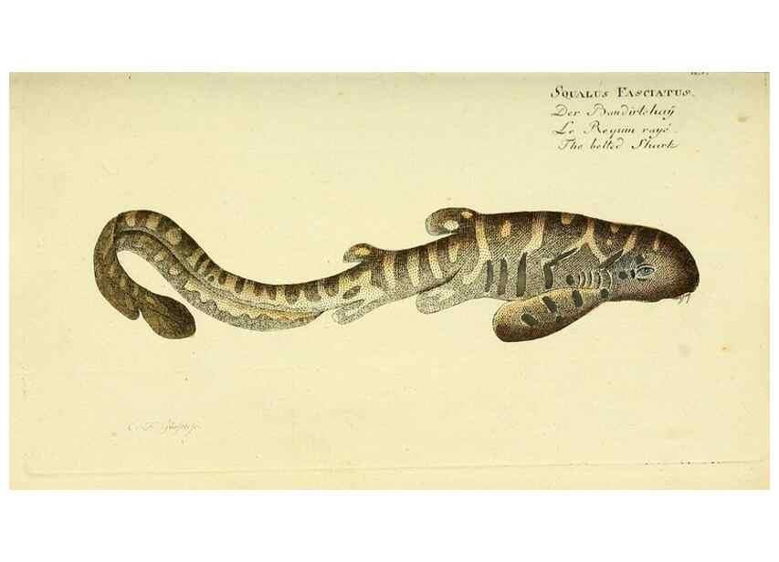 Reproducción/Reproduction 49825428243: D. Marcus Elieser Bloch's, ausübenden Arztes zu Berlin ... Oeconomische Naturgeschichte der Fische Deutschlands .... Berlin :Auf Kosten des Verfassers und in Commission bei dem Buchhändler Hr. Hesse,1782-1795.. 
