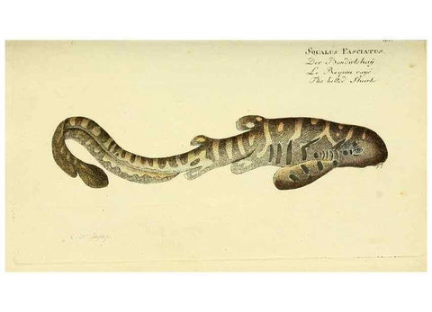Reproducción/Reproduction 49825428243: D. Marcus Elieser Bloch's, ausübenden Arztes zu Berlin ... Oeconomische Naturgeschichte der Fische Deutschlands .... Berlin :Auf Kosten des Verfassers und in Commission bei dem Buchhändler Hr. Hesse,1782-1795.. 