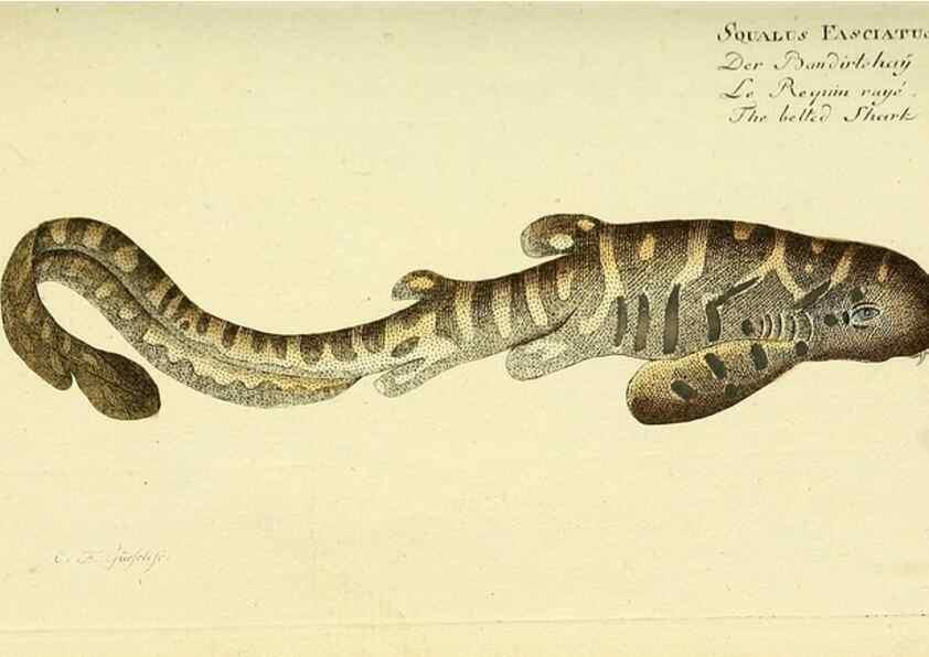 Reproducción/Reproduction 49825428243: D. Marcus Elieser Bloch's, ausübenden Arztes zu Berlin ... Oeconomische Naturgeschichte der Fische Deutschlands .... Berlin :Auf Kosten des Verfassers und in Commission bei dem Buchhändler Hr. Hesse,1782-1795.. 