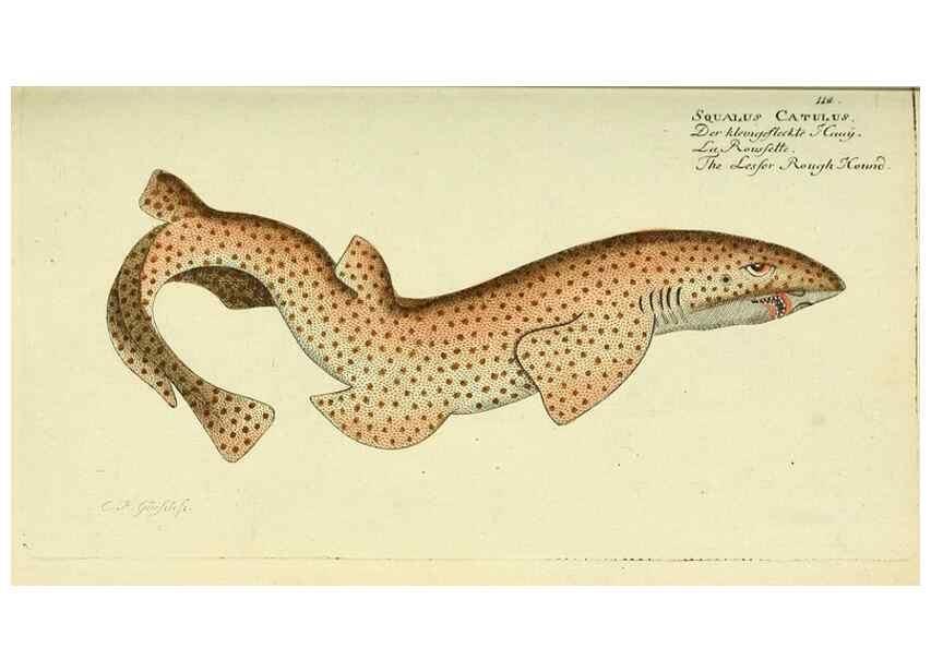 Reproducción/Reproduction 49826280212: D. Marcus Elieser Bloch's, ausübenden Arztes zu Berlin ... Oeconomische Naturgeschichte der Fische Deutschlands .... Berlin :Auf Kosten des Verfassers und in Commission bei dem Buchhändler Hr. Hesse,1782-1795.. 
