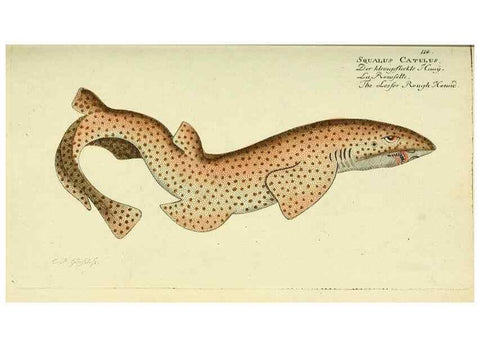 Reproducción/Reproduction 49826280212: D. Marcus Elieser Bloch's, ausübenden Arztes zu Berlin ... Oeconomische Naturgeschichte der Fische Deutschlands .... Berlin :Auf Kosten des Verfassers und in Commission bei dem Buchhändler Hr. Hesse,1782-1795.. 