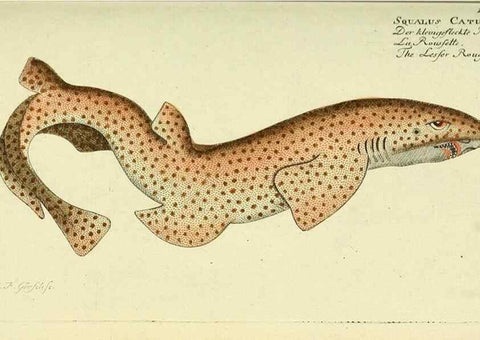 Reproducción/Reproduction 49826280212: D. Marcus Elieser Bloch's, ausübenden Arztes zu Berlin ... Oeconomische Naturgeschichte der Fische Deutschlands .... Berlin :Auf Kosten des Verfassers und in Commission bei dem Buchhändler Hr. Hesse,1782-1795.. 