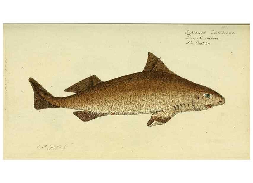 Reproducción/Reproduction 49826280622: D. Marcus Elieser Bloch's, ausübenden Arztes zu Berlin ... Oeconomische Naturgeschichte der Fische Deutschlands .... Berlin :Auf Kosten des Verfassers und in Commission bei dem Buchhändler Hr. Hesse,1782-1795.. 