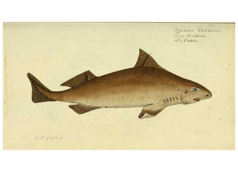 Reproducción/Reproduction 49826280622: D. Marcus Elieser Bloch's, ausübenden Arztes zu Berlin ... Oeconomische Naturgeschichte der Fische Deutschlands .... Berlin :Auf Kosten des Verfassers und in Commission bei dem Buchhändler Hr. Hesse,1782-1795.. 