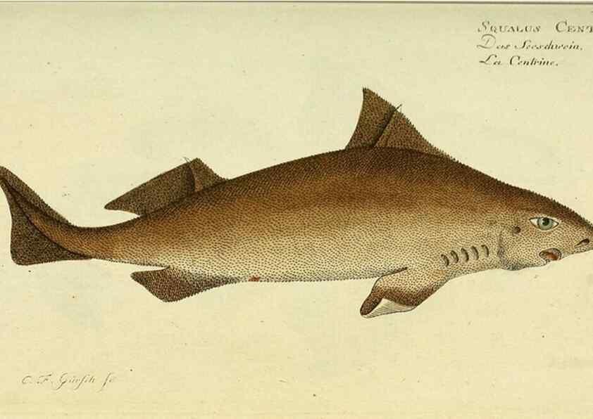 Reproducción/Reproduction 49826280622: D. Marcus Elieser Bloch's, ausübenden Arztes zu Berlin ... Oeconomische Naturgeschichte der Fische Deutschlands .... Berlin :Auf Kosten des Verfassers und in Commission bei dem Buchhändler Hr. Hesse,1782-1795.. 