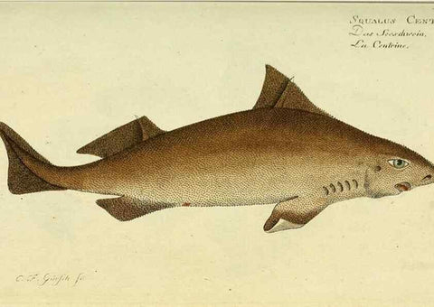 Reproducción/Reproduction 49826280622: D. Marcus Elieser Bloch's, ausübenden Arztes zu Berlin ... Oeconomische Naturgeschichte der Fische Deutschlands .... Berlin :Auf Kosten des Verfassers und in Commission bei dem Buchhändler Hr. Hesse,1782-1795.. 