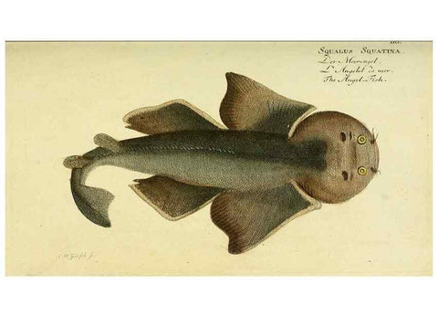 Reproducción/Reproduction 49825963806: D. Marcus Elieser Bloch's, ausübenden Arztes zu Berlin ... Oeconomische Naturgeschichte der Fische Deutschlands .... Berlin :Auf Kosten des Verfassers und in Commission bei dem Buchhändler Hr. Hesse,1782-1795.. 