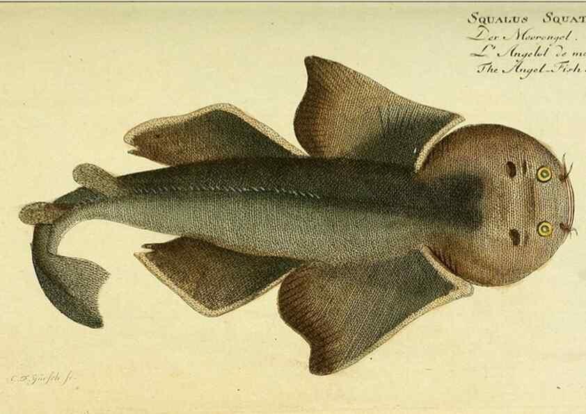 Reproducción/Reproduction 49825963806: D. Marcus Elieser Bloch's, ausübenden Arztes zu Berlin ... Oeconomische Naturgeschichte der Fische Deutschlands .... Berlin :Auf Kosten des Verfassers und in Commission bei dem Buchhändler Hr. Hesse,1782-1795.. 
