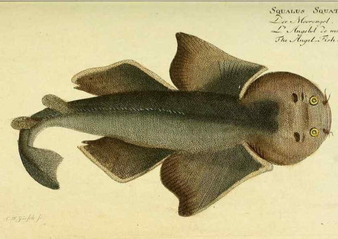 Reproducción/Reproduction 49825963806: D. Marcus Elieser Bloch's, ausübenden Arztes zu Berlin ... Oeconomische Naturgeschichte der Fische Deutschlands .... Berlin :Auf Kosten des Verfassers und in Commission bei dem Buchhändler Hr. Hesse,1782-1795.. 