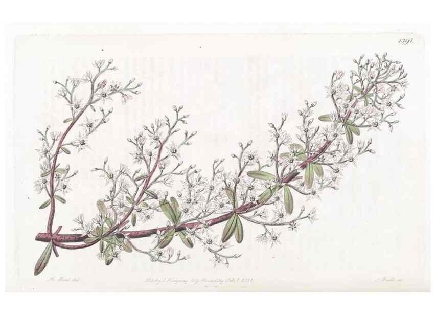 Reproducción/Reproduction 49825348111: Edwards's botanical register.. London :James Ridgway,1829-1847.. 