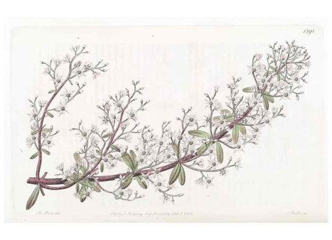 Reproducción/Reproduction 49825348111: Edwards's botanical register.. London :James Ridgway,1829-1847.. 