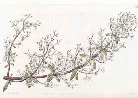 Reproducción/Reproduction 49825348111: Edwards's botanical register.. London :James Ridgway,1829-1847.. 
