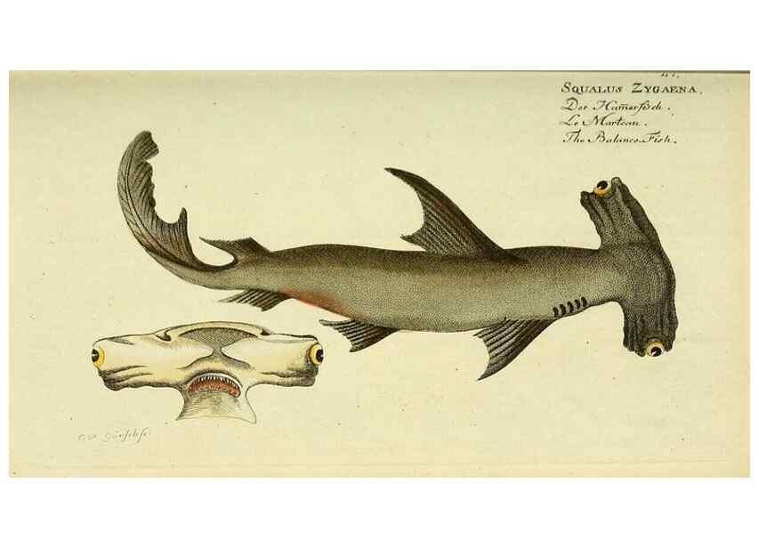 Reproducción/Reproduction 49826281422: D. Marcus Elieser Bloch's, ausübenden Arztes zu Berlin ... Oeconomische Naturgeschichte der Fische Deutschlands .... Berlin :Auf Kosten des Verfassers und in Commission bei dem Buchhändler Hr. Hesse,1782-1795.. 