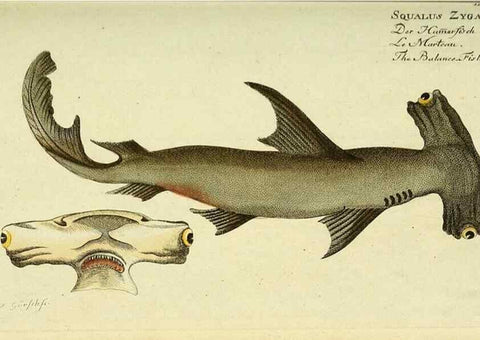 Reproducción/Reproduction 49826281422: D. Marcus Elieser Bloch's, ausübenden Arztes zu Berlin ... Oeconomische Naturgeschichte der Fische Deutschlands .... Berlin :Auf Kosten des Verfassers und in Commission bei dem Buchhändler Hr. Hesse,1782-1795.. 