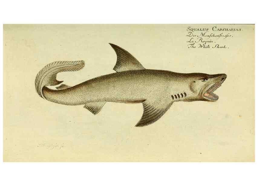 Reproducción/Reproduction 49825430858: D. Marcus Elieser Bloch's, ausübenden Arztes zu Berlin ... Oeconomische Naturgeschichte der Fische Deutschlands .... Berlin :Auf Kosten des Verfassers und in Commission bei dem Buchhändler Hr. Hesse,1782-1795.. 