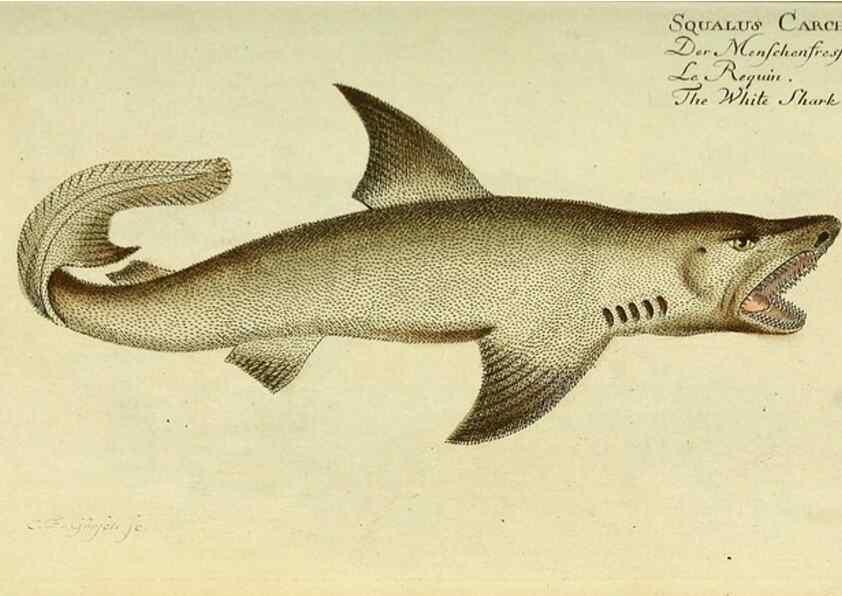 Reproducción/Reproduction 49825430858: D. Marcus Elieser Bloch's, ausübenden Arztes zu Berlin ... Oeconomische Naturgeschichte der Fische Deutschlands .... Berlin :Auf Kosten des Verfassers und in Commission bei dem Buchhändler Hr. Hesse,1782-1795.. 