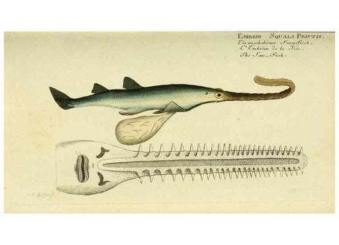 Reproducción/Reproduction 49826282662: D. Marcus Elieser Bloch's, ausübenden Arztes zu Berlin ... Oeconomische Naturgeschichte der Fische Deutschlands .... Berlin :Auf Kosten des Verfassers und in Commission bei dem Buchhändler Hr. Hesse,1782-1795.. 