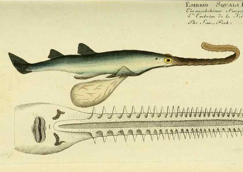 Reproducción/Reproduction 49826282662: D. Marcus Elieser Bloch's, ausübenden Arztes zu Berlin ... Oeconomische Naturgeschichte der Fische Deutschlands .... Berlin :Auf Kosten des Verfassers und in Commission bei dem Buchhändler Hr. Hesse,1782-1795.. 