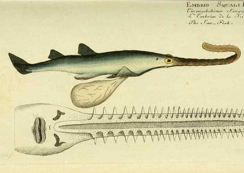 Reproducción/Reproduction 49826282662: D. Marcus Elieser Bloch's, ausübenden Arztes zu Berlin ... Oeconomische Naturgeschichte der Fische Deutschlands .... Berlin :Auf Kosten des Verfassers und in Commission bei dem Buchhändler Hr. Hesse,1782-1795.. 