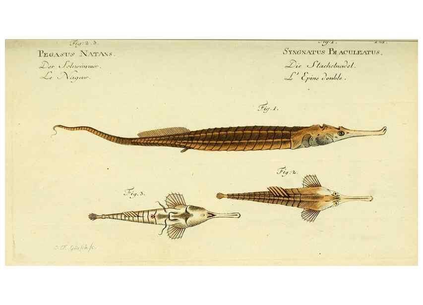 Reproducción/Reproduction 49826283042: D. Marcus Elieser Bloch's, ausübenden Arztes zu Berlin ... Oeconomische Naturgeschichte der Fische Deutschlands .... Berlin :Auf Kosten des Verfassers und in Commission bei dem Buchhändler Hr. Hesse,1782-1795.. 