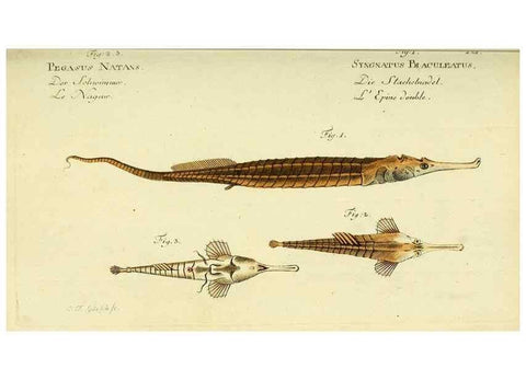 Reproducción/Reproduction 49826283042: D. Marcus Elieser Bloch's, ausübenden Arztes zu Berlin ... Oeconomische Naturgeschichte der Fische Deutschlands .... Berlin :Auf Kosten des Verfassers und in Commission bei dem Buchhändler Hr. Hesse,1782-1795.. 
